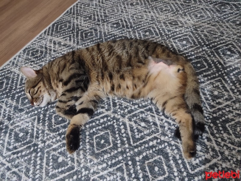 Tekir Kedi, Kedi  Vita fotoğrafı