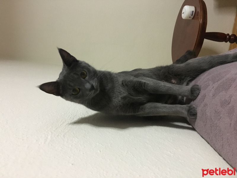British Shorthair, Kedi  Miya fotoğrafı