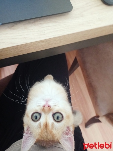 British Shorthair, Kedi  Pamuk fotoğrafı