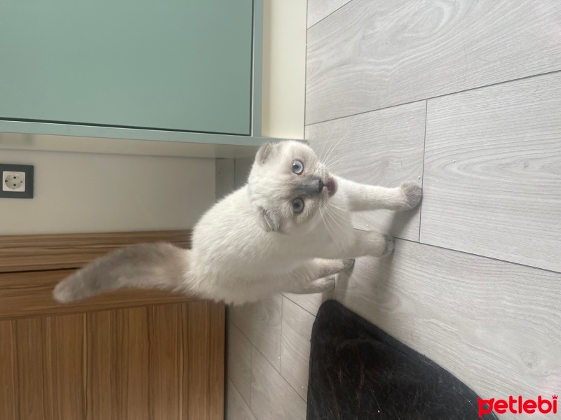 Scottish Fold, Kedi  Maya fotoğrafı