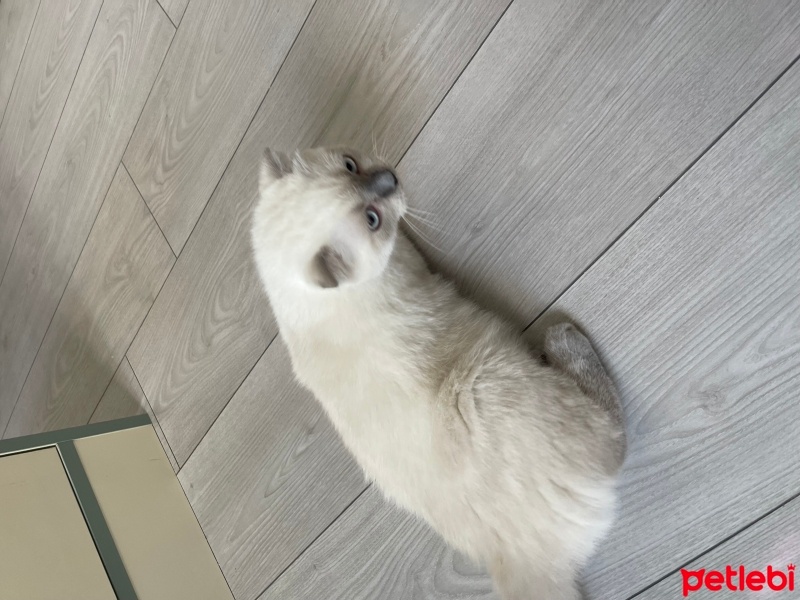 Scottish Fold, Kedi  Maya fotoğrafı