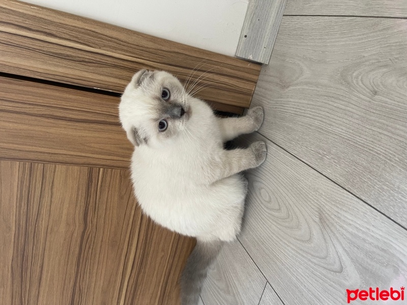 Scottish Fold, Kedi  Maya fotoğrafı