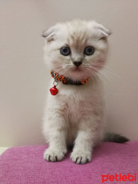 Scottish Fold, Kedi  Misha fotoğrafı