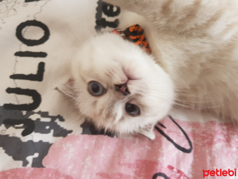 Scottish Fold, Kedi  Misha fotoğrafı