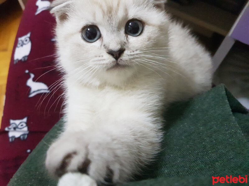 Scottish Fold, Kedi  Misha fotoğrafı