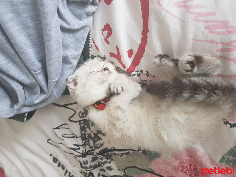 Scottish Fold, Kedi  Misha fotoğrafı