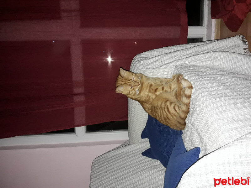 Tekir Kedi, Kedi  Gölge fotoğrafı