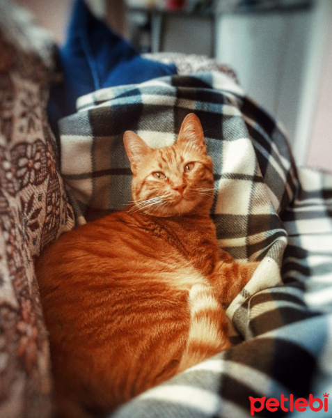 Tekir Kedi, Kedi  Gölge fotoğrafı