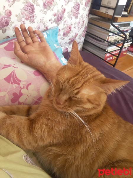 Tekir Kedi, Kedi  Gölge fotoğrafı