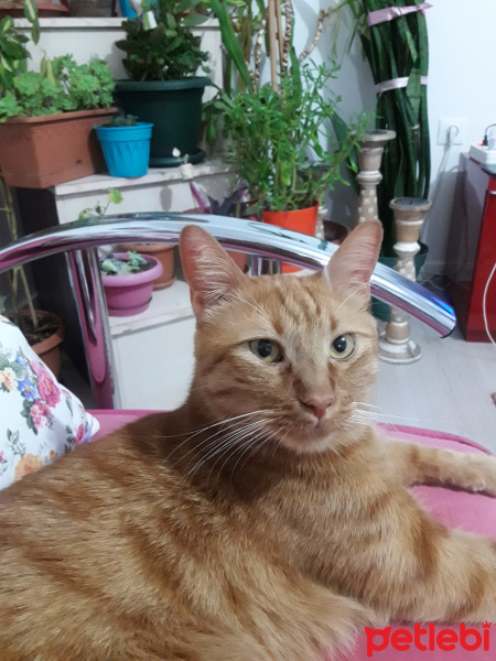 Tekir Kedi, Kedi  Gölge fotoğrafı