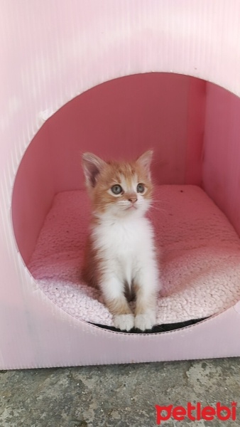 Tekir Kedi, Kedi  Petek fotoğrafı
