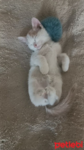Tekir Kedi, Kedi  Sütlaç fotoğrafı