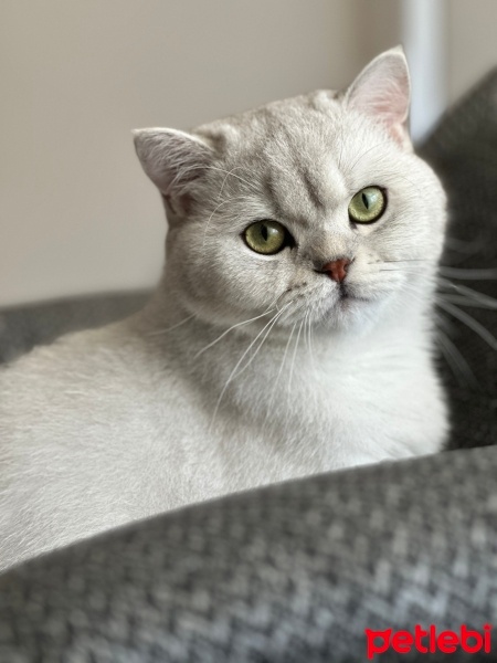 British Shorthair, Kedi  Duman fotoğrafı