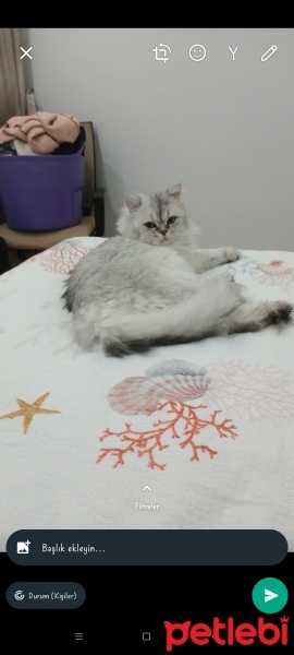 Chinchilla, Kedi  Pascal fotoğrafı