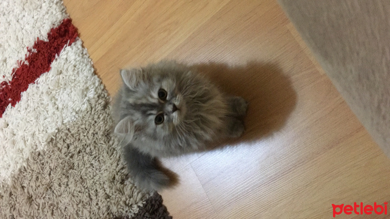 Chinchilla, Kedi  İrmik fotoğrafı