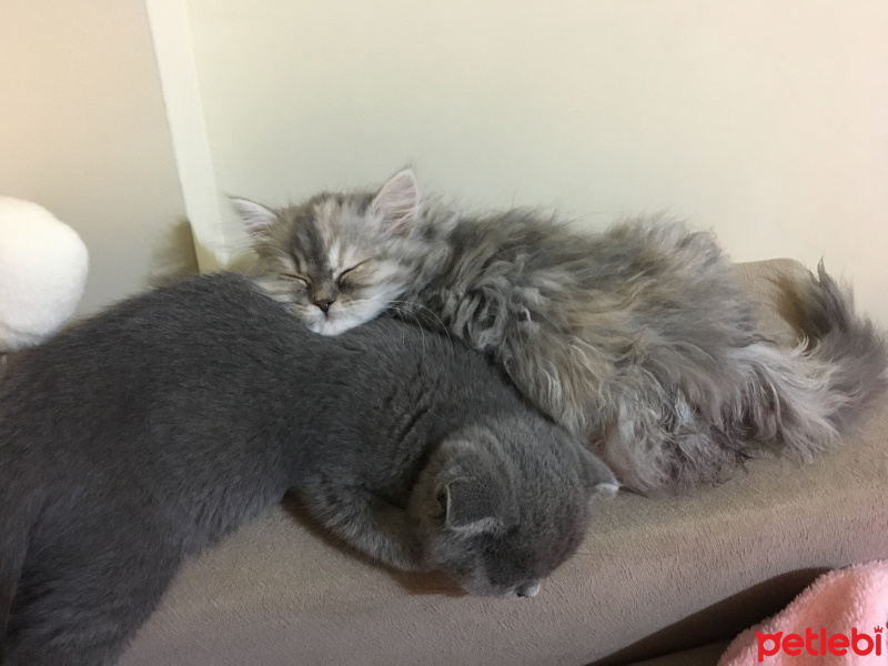 Chinchilla, Kedi  İrmik fotoğrafı