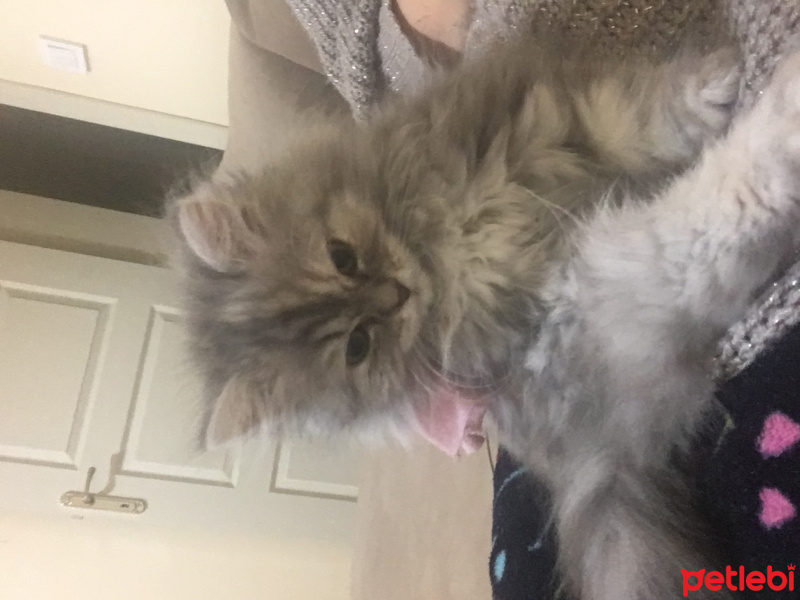 Chinchilla, Kedi  İrmik fotoğrafı