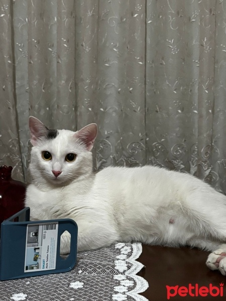 Ankara Kedisi, Kedi  Nazlı fotoğrafı