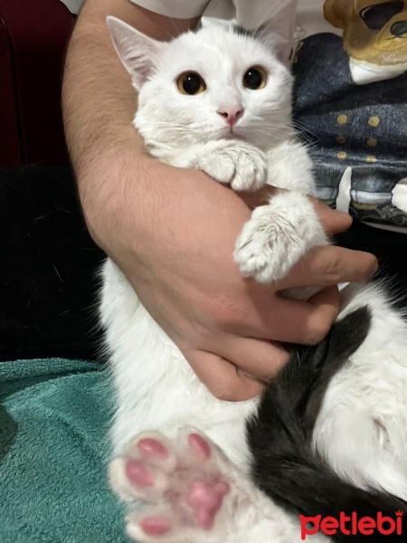 Ankara Kedisi, Kedi  Nazlı fotoğrafı