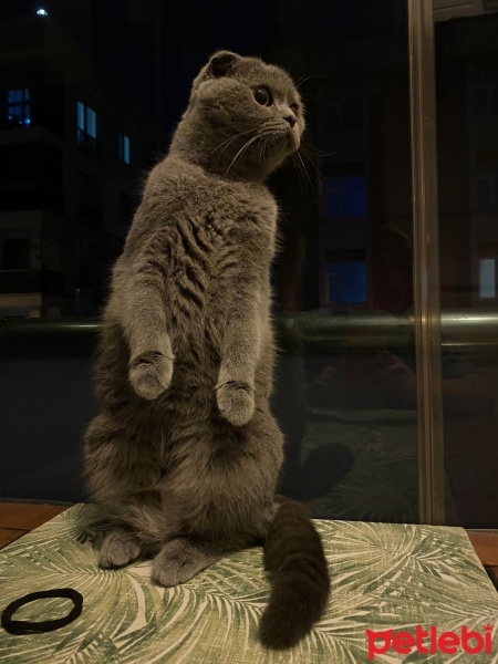 Scottish Fold, Kedi  Boncuk fotoğrafı