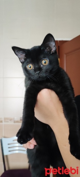 Bombay, Kedi  İsmi yok fotoğrafı