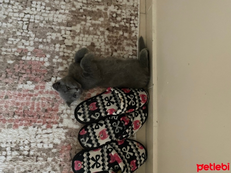 Scottish Fold, Kedi  Mars fotoğrafı