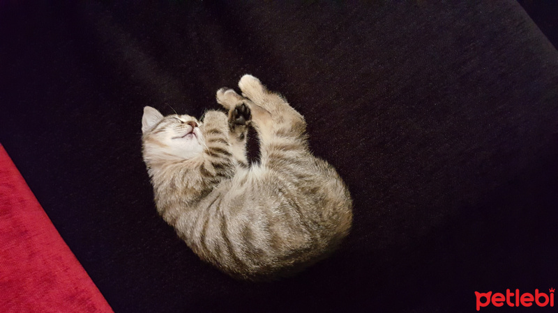 Tekir Kedi, Kedi  Şerife fotoğrafı
