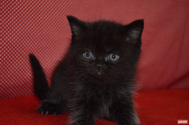 İran Kedisi (Persian), Kedi  Koşa fotoğrafı