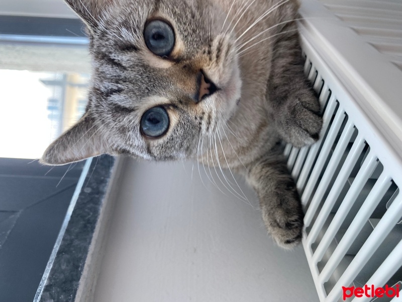 Siyam Kedisi, Kedi  Peri fotoğrafı