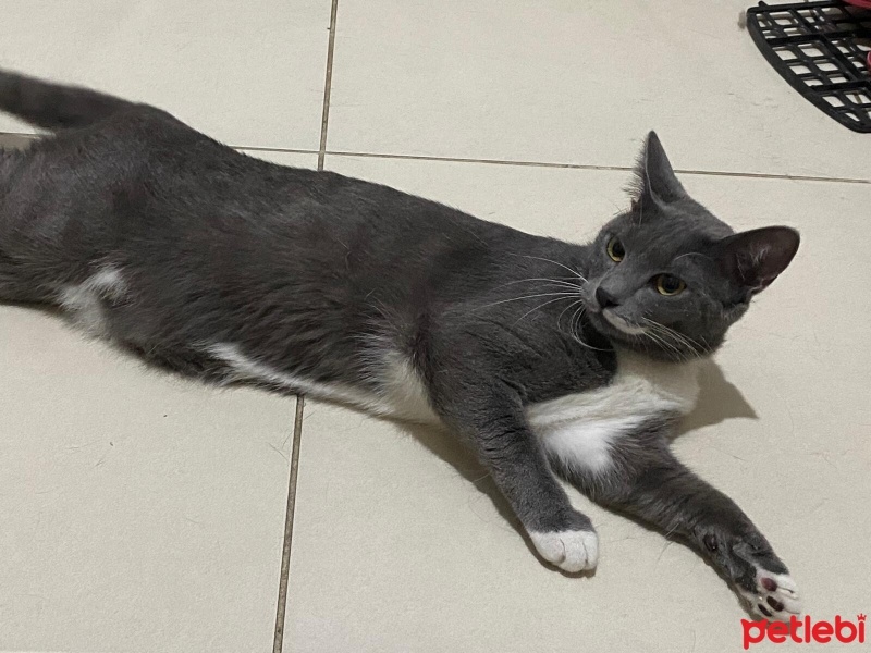 Tekir Kedi, Kedi  Luna fotoğrafı