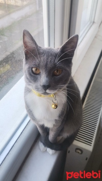 Tekir Kedi, Kedi  Luna fotoğrafı
