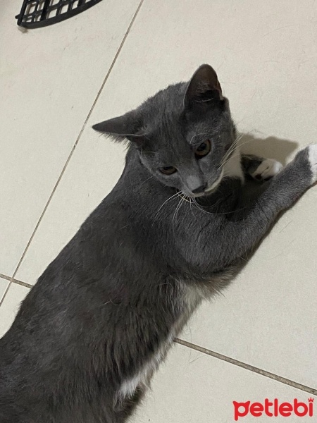 Tekir Kedi, Kedi  Luna fotoğrafı