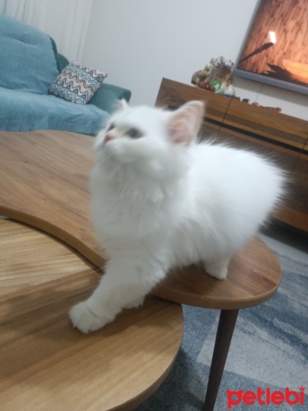 İran Kedisi (Persian), Kedi  Mia fotoğrafı