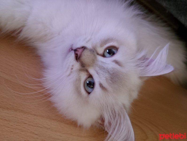 Ragdoll, Kedi  Pamuk fotoğrafı