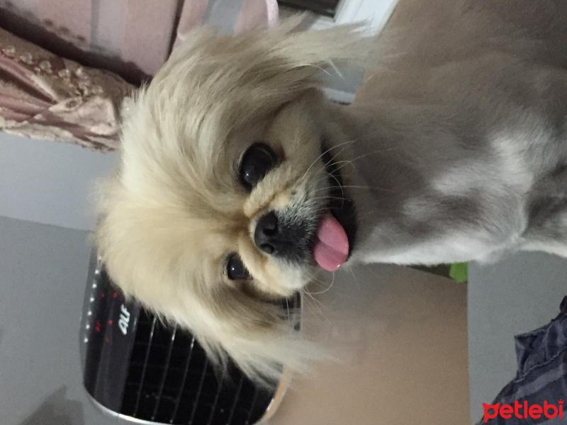 Pekingese, Köpek  Lidya fotoğrafı