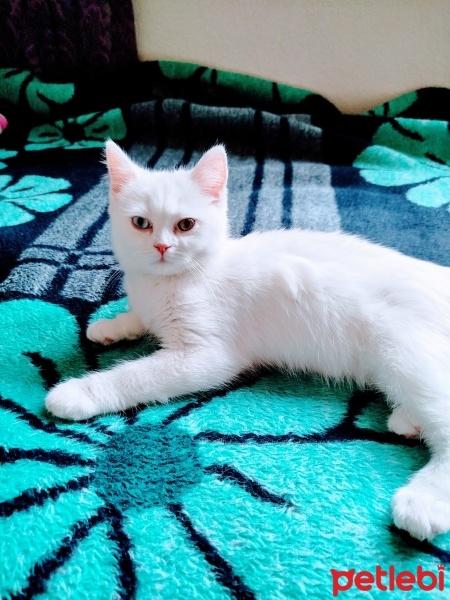 Van Kedisi, Kedi  Efe fotoğrafı