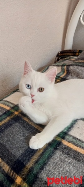 Van Kedisi, Kedi  Efe fotoğrafı