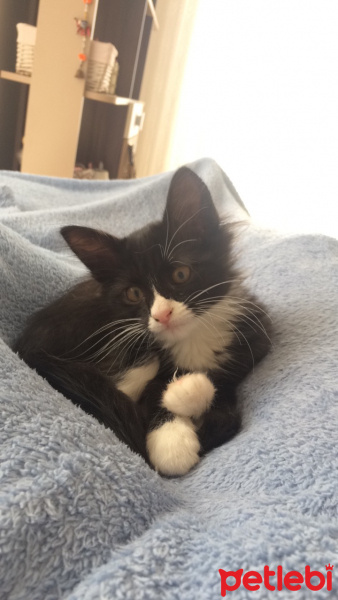 Tuxedo (Smokin) Kedi, Kedi  Mia fotoğrafı