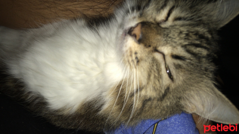 Soke, Kedi  İfakat fotoğrafı