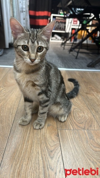 Tekir Kedi, Kedi  Dolunay fotoğrafı