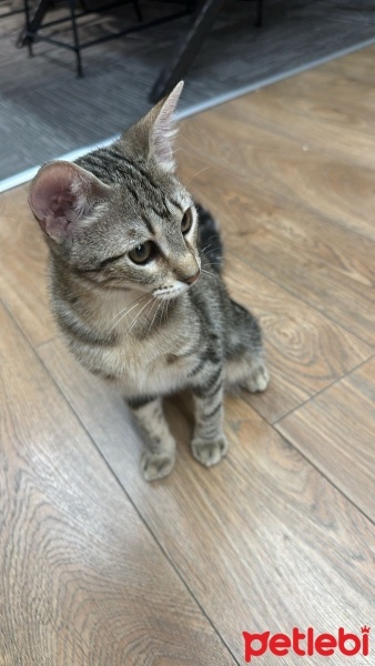 Tekir Kedi, Kedi  Dolunay fotoğrafı