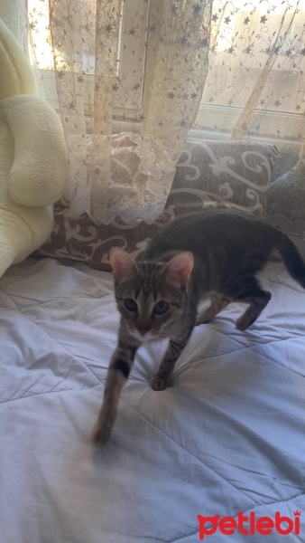 Tekir Kedi, Kedi  Dolunay fotoğrafı