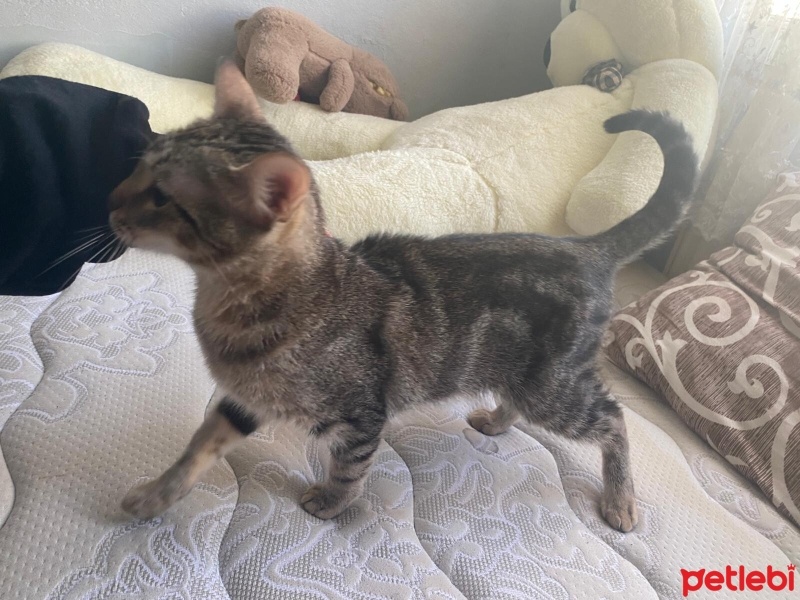 Tekir Kedi, Kedi  Dolunay fotoğrafı