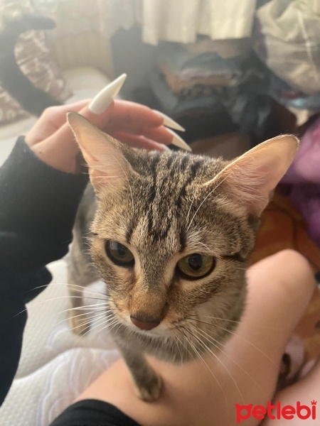 Tekir Kedi, Kedi  Dolunay fotoğrafı