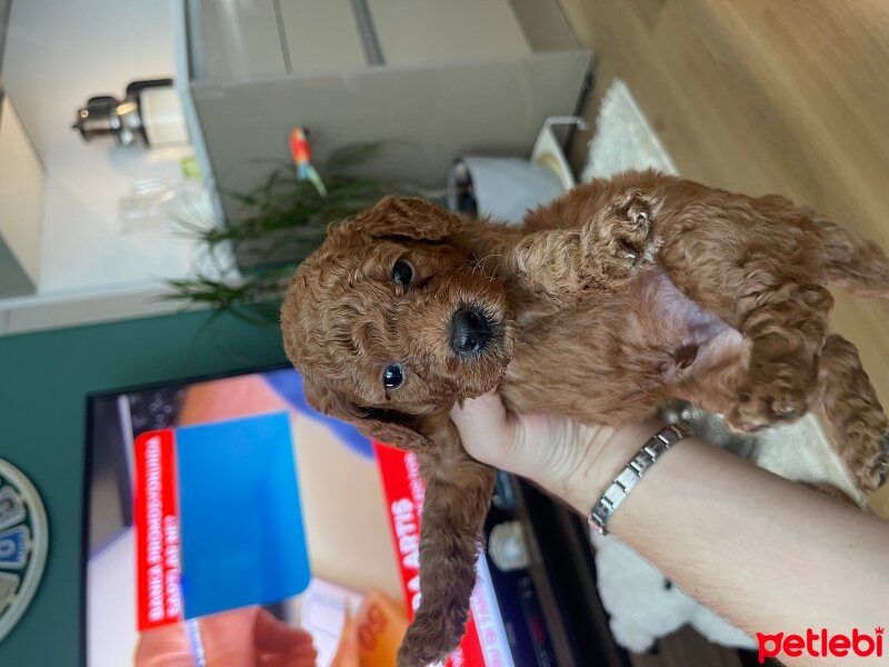 Poodle (Minyatür Kaniş), Köpek  yavru fotoğrafı