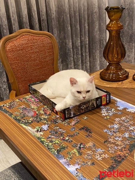 British Shorthair, Kedi  Mila fotoğrafı