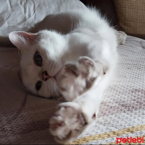 British Shorthair, Kedi  Mila fotoğrafı