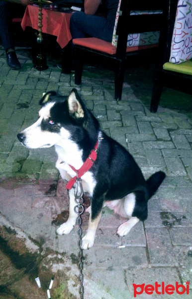 Sokö (Sokak Köpeği), Köpek  Tomas fotoğrafı