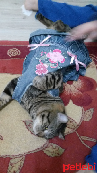 Tekir Kedi, Kedi  Duman fotoğrafı