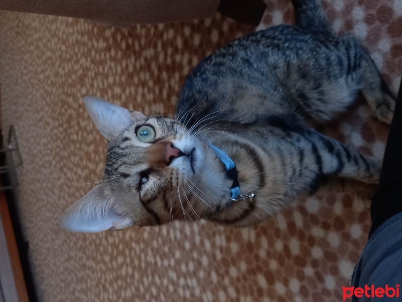 Tekir Kedi, Kedi  Jack fotoğrafı